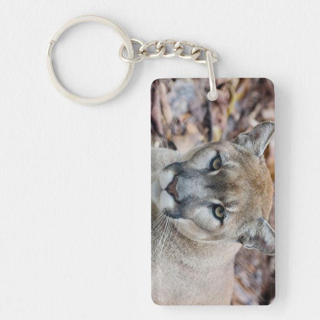 Puma, bergsljon, Floridapuma, Puma (Framsidan)