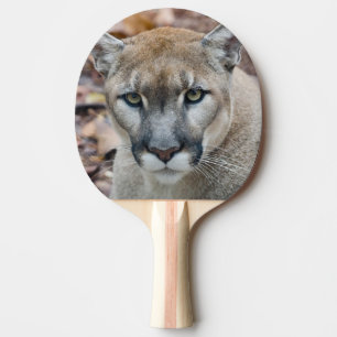 Puma, bergsljon, Floridapuma, Puma 2 Pingisracket