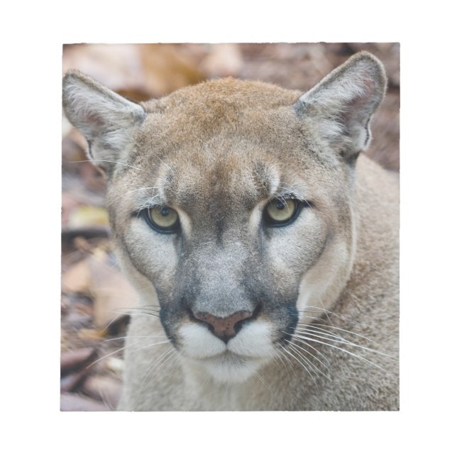 Puma, bergsljon, Floridapuma, Puma Anteckningsblock (Framsida)