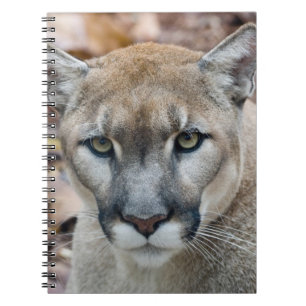 Puma, bergsljon, Floridapuma, Puma Anteckningsbok