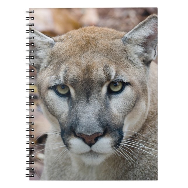 Puma, bergsljon, Floridapuma, Puma Anteckningsbok (Framsidan)