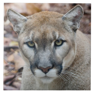 Puma, bergsljon, Floridapuma, Puma Kakelplatta