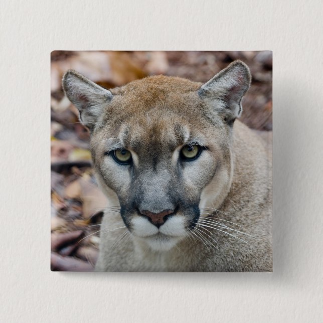 Puma, bergsljon, Floridapuma, Puma Knapp (Framsida)