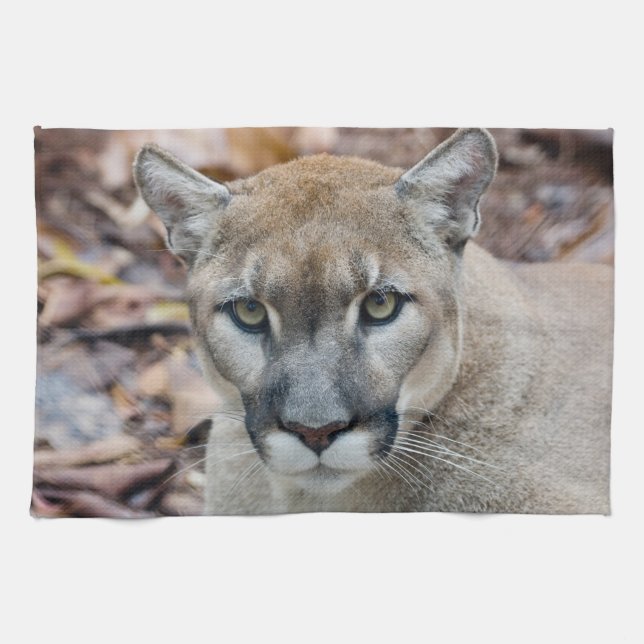 Puma, bergsljon, Floridapuma, Puma Kökshandduk (Horisontell)