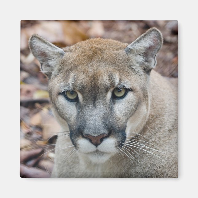 Puma, bergsljon, Floridapuma, Puma Magnet (Framsidan)