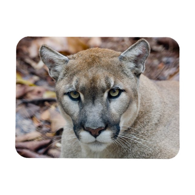 Puma, bergsljon, Floridapuma, Puma Magnet (Horisontell)