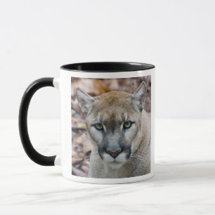 Puma, bergsljon, Floridapuma, Puma Mugg