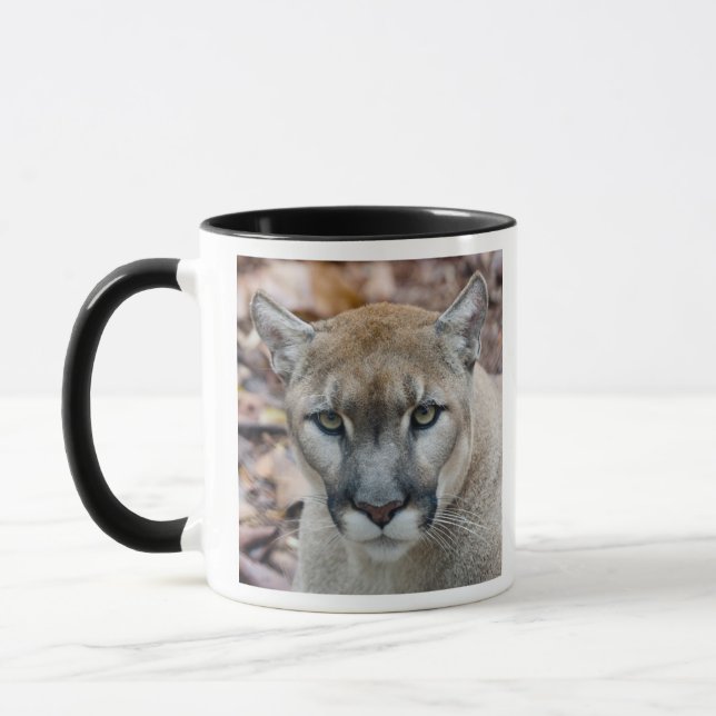Puma, bergsljon, Floridapuma, Puma Mugg (Vänster)