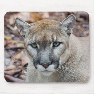 Puma, bergsljon, Floridapuma, Puma Musmatta