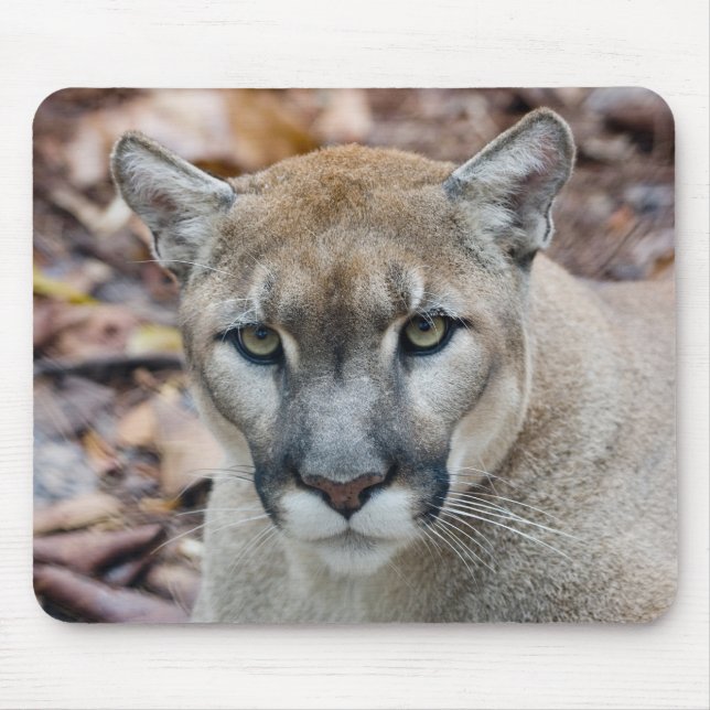 Puma, bergsljon, Floridapuma, Puma Musmatta (Framsidan)