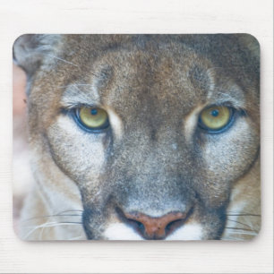 Puma, bergsljon, Floridapuma, Puma Musmatta