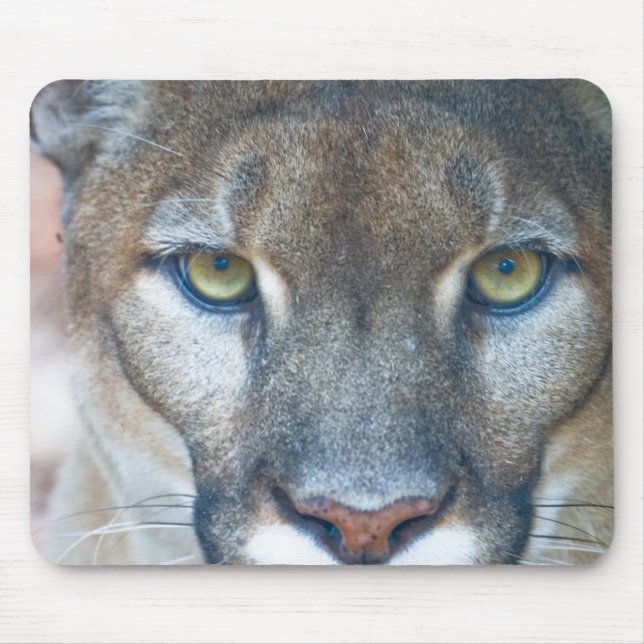 Puma, bergsljon, Floridapuma, Puma Musmatta (Framsidan)