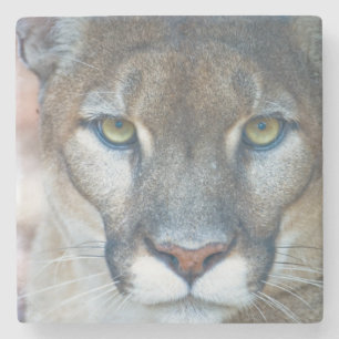 Puma, bergsljon, Floridapuma, Puma Stenunderlägg