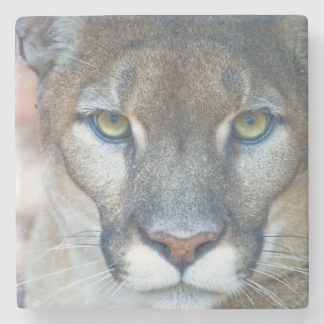 Puma, bergsljon, Floridapuma, Puma Stenunderlägg (Framsidan)