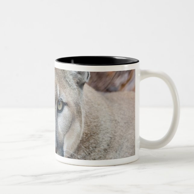 Puma, bergsljon, Floridapuma, Puma Två-Tonad Mugg (Höger)