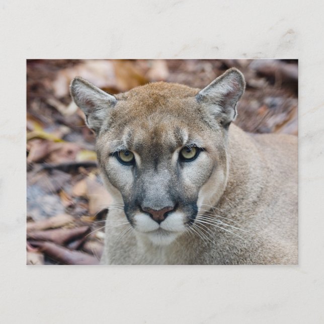 Puma, bergsljon, Floridapuma, Puma Vykort (Framsida)