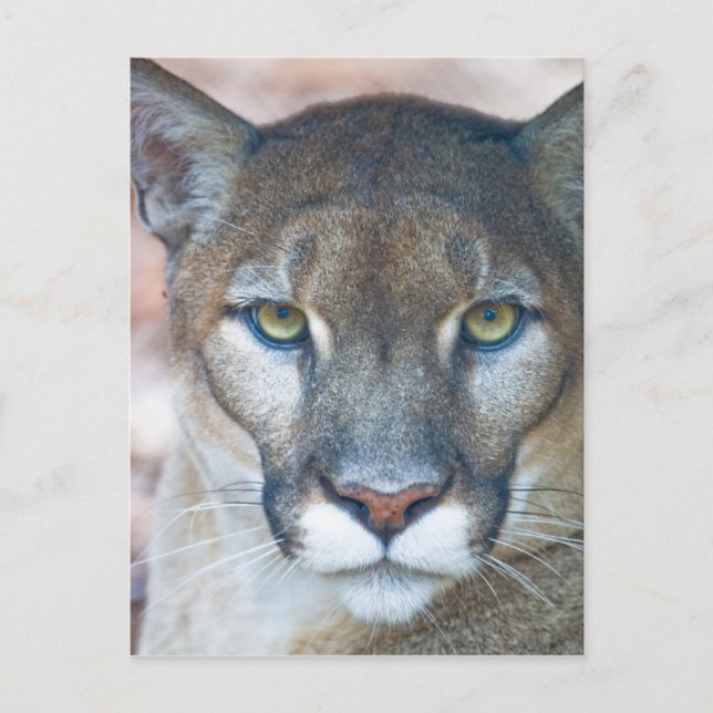 Puma, bergsljon, Floridapuma, Puma Vykort (Framsida)