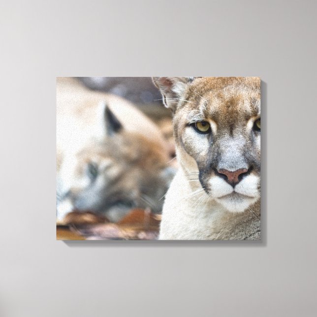 Puma, bergslon, Florida panter, Puma Canvastryck (Framsida)