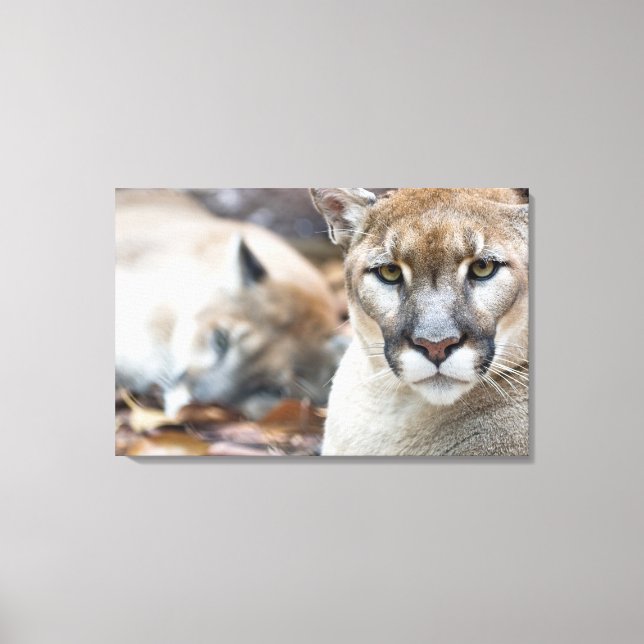 Puma, bergslon, Florida panter, Puma Canvastryck (Framsida)