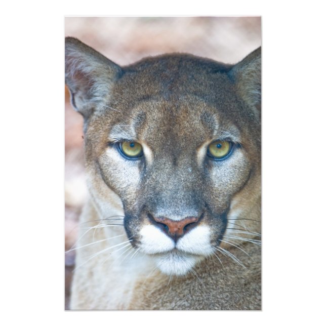 Puma, bergslon, Florida panter, Puma Fototryck (Framsidan)