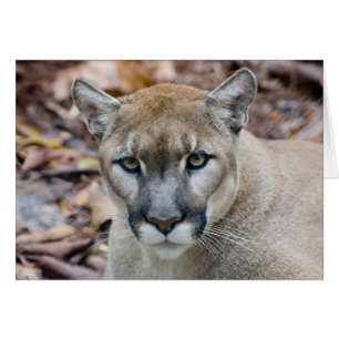 Puma, bergslon, Florida panter, Puma Hälsningskort