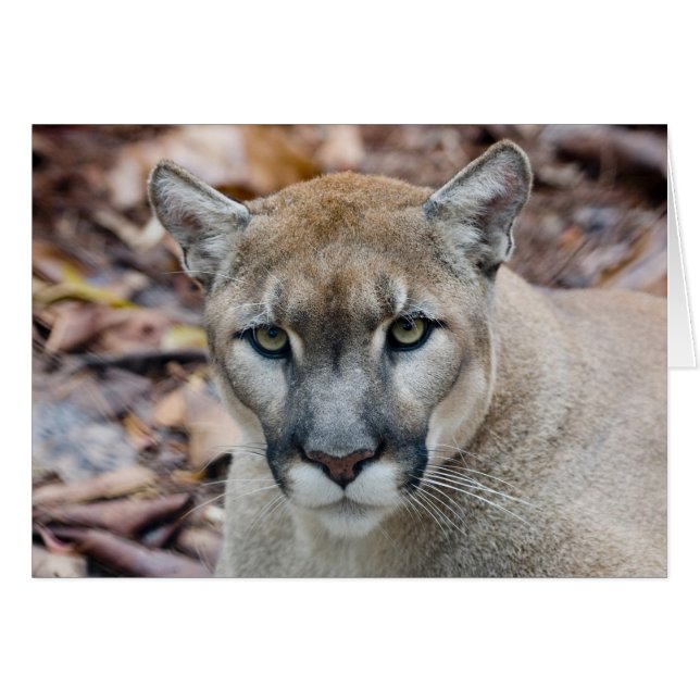 Puma, bergslon, Florida panter, Puma Hälsningskort (Framsidan Horizontal)
