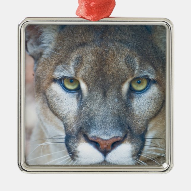 Puma, bergslon, Florida panter, Puma Julgransprydnad Metall (Framsidan)