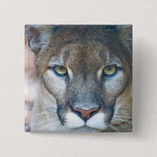 Puma, bergslon, Florida panter, Puma Knapp
