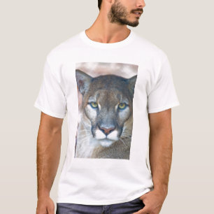 Puma, bergslon, Florida panter, Puma Tee