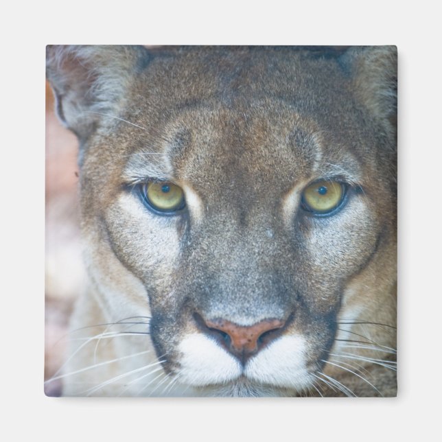 Puma, bergslon, Floridapuma, Puma Magnet (Framsidan)