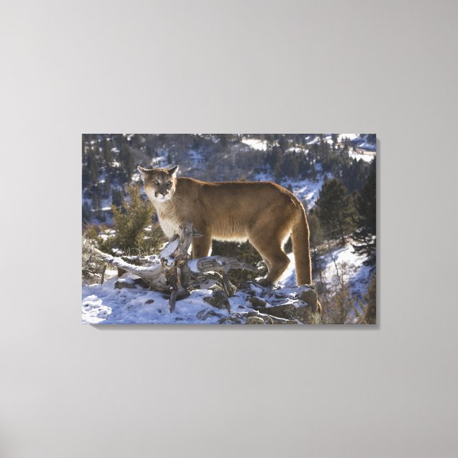 Puma Canvastryck (Framsida)