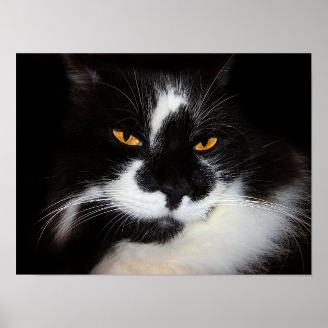 Puma Cat Poster (Framsidan)