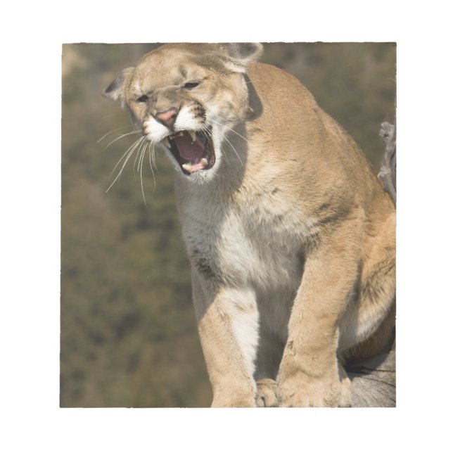 Puma eller bergsområde lejont, puma, aktivt - anteckningsblock (Framsida)