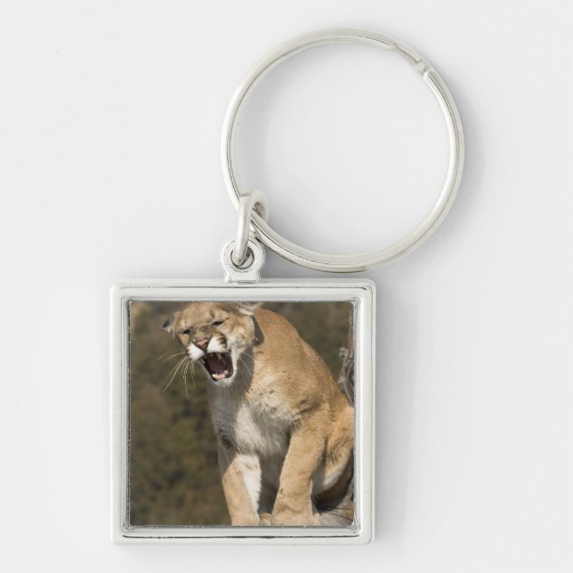 Puma eller bergsområde lejont, puma, aktivt - fyrkantig silverfärgad nyckelring (Framsidan)