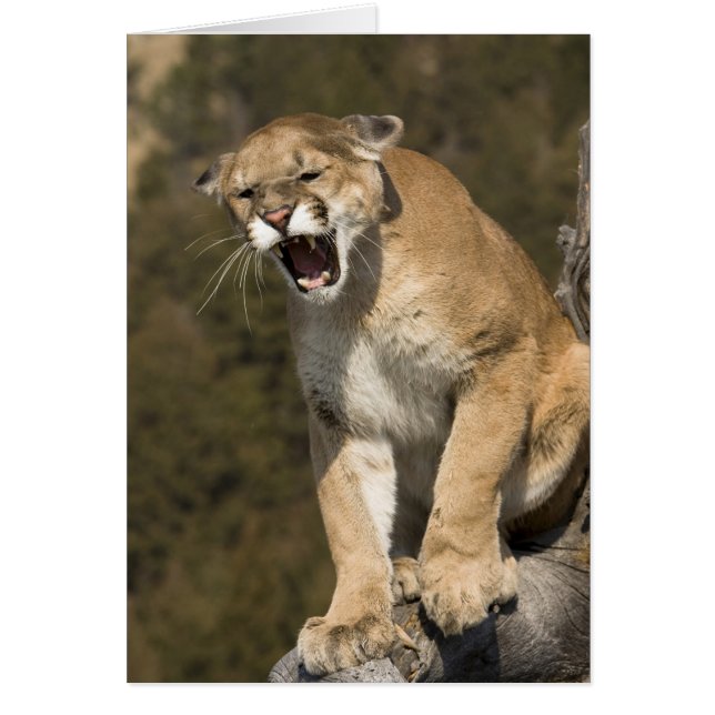 Puma eller bergsområde lejont, puma, aktivt - hälsningskort (Framsidan)