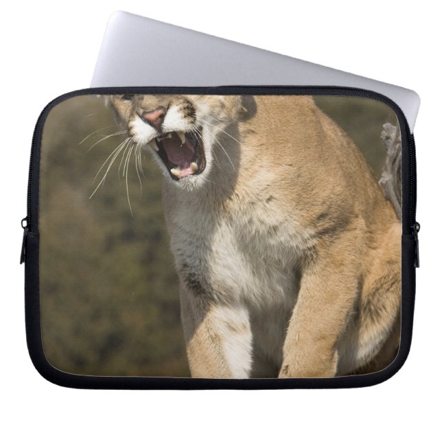Puma eller bergsområde lejont, puma, aktivt - laptop sleeve (Framsidan)