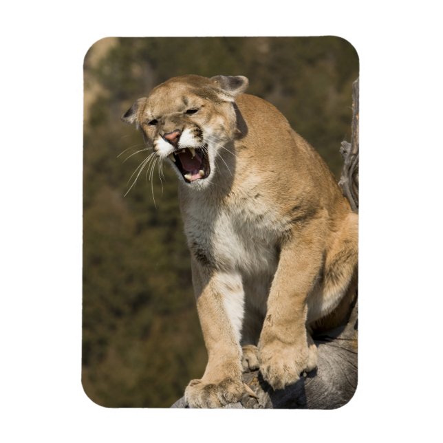Puma eller bergsområde lejont, puma, aktivt - magnet (Vertikal)