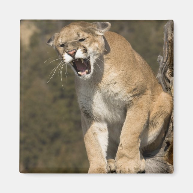 Puma eller bergsområde lejont, puma, aktivt - magnet (Framsidan)