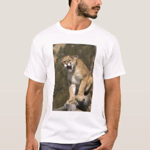 Puma eller bergsområde lejont, puma, aktivt - t-shirt