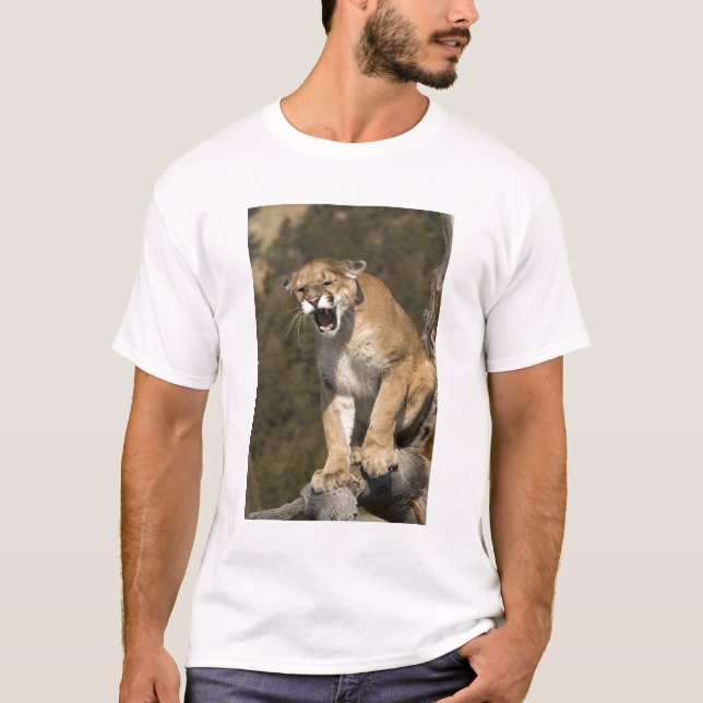 Puma eller bergsområde lejont, puma, aktivt - t-shirt (Framsida)