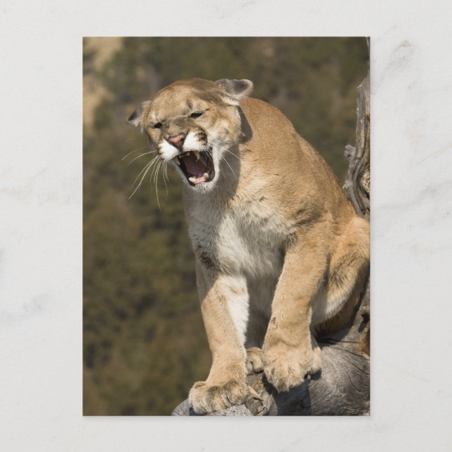 Puma eller bergsområde lejont, puma, aktivt - vykort (Framsida)