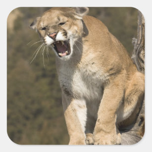 Puma eller puma, pumaconcolor, fången - fyrkantigt klistermärke