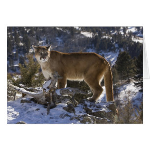 Puma Hälsningskort