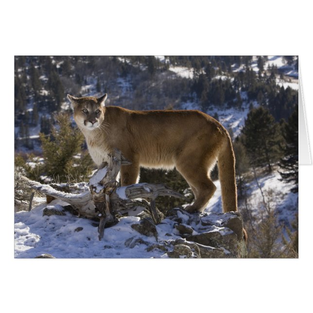 Puma Hälsningskort (Framsidan Horizontal)