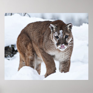 Puma i snön poster