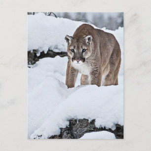 Puma i snön vykort