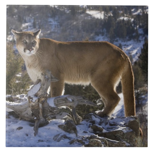 Puma Kakelplatta (Framsidan)