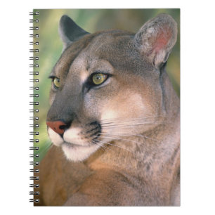 Puma, Kalifornien Anteckningsbok Med Spiral