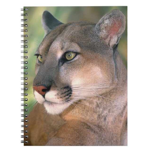 Puma, Kalifornien Anteckningsbok Med Spiral (Framsidan)
