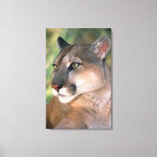 Puma, Kalifornien Canvastryck